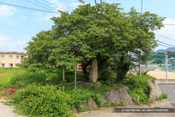 幸賀屋敷跡 | 高解像度画像サイズ：4919 x 3280 pixels | 写真番号：IMG_4234 | 撮影：Canon EOS 6D