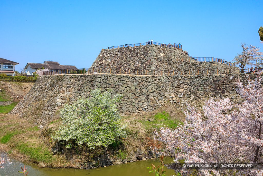 本丸石垣と天守台・桜