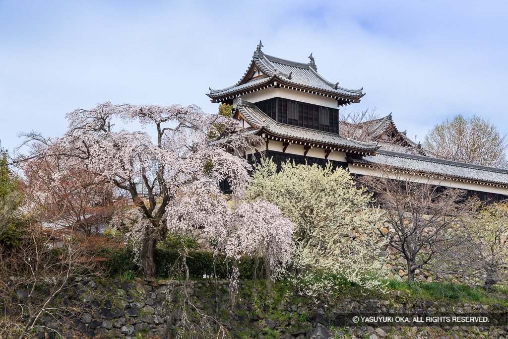 追手東隅櫓と多聞櫓・桜