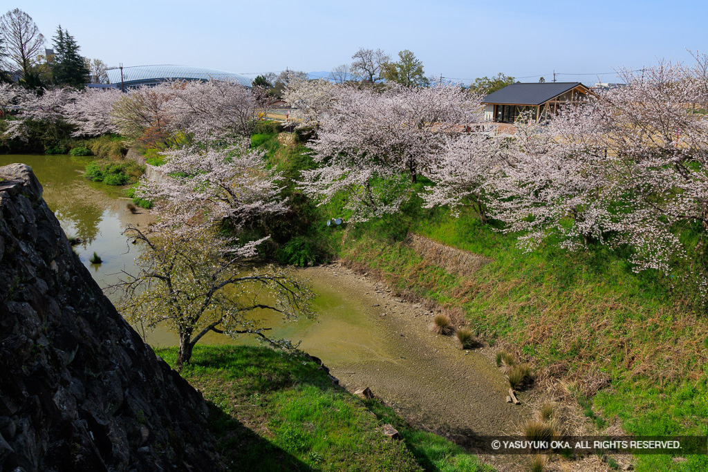 本丸内掘の桜