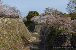 本丸内掘の桜 | 高解像度画像サイズ：8192 x 5464 pixels | 写真番号：6F1A5567 | 撮影：Canon EOS R5m2