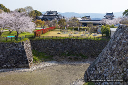 本丸内掘の桜 | 高解像度画像サイズ：7806 x 5207 pixels | 写真番号：6F1A5570 | 撮影：Canon EOS R5m2