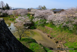本丸内掘の桜 | 高解像度画像サイズ：8192 x 5464 pixels | 写真番号：6F1A5576 | 撮影：Canon EOS R5m2