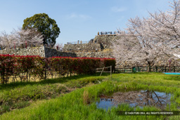 郡山城の桜 | 高解像度画像サイズ：8192 x 5464 pixels | 写真番号：6F1A5590 | 撮影：Canon EOS R5m2