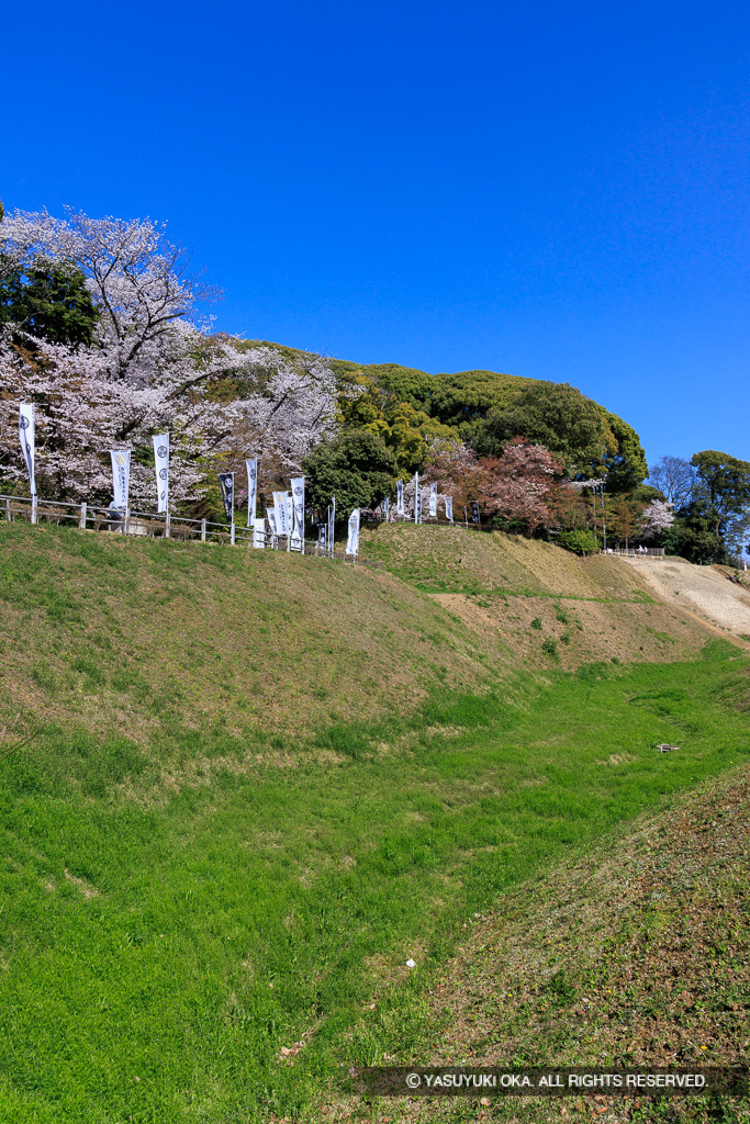 空掘と土塁・桜