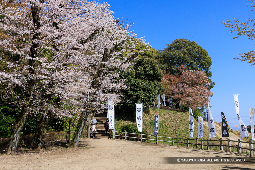 桜の馬場