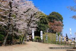 桜の馬場 | 高解像度画像サイズ：7630 x 5085 pixels | 写真番号：344A9066 | 撮影：Canon EOS R5