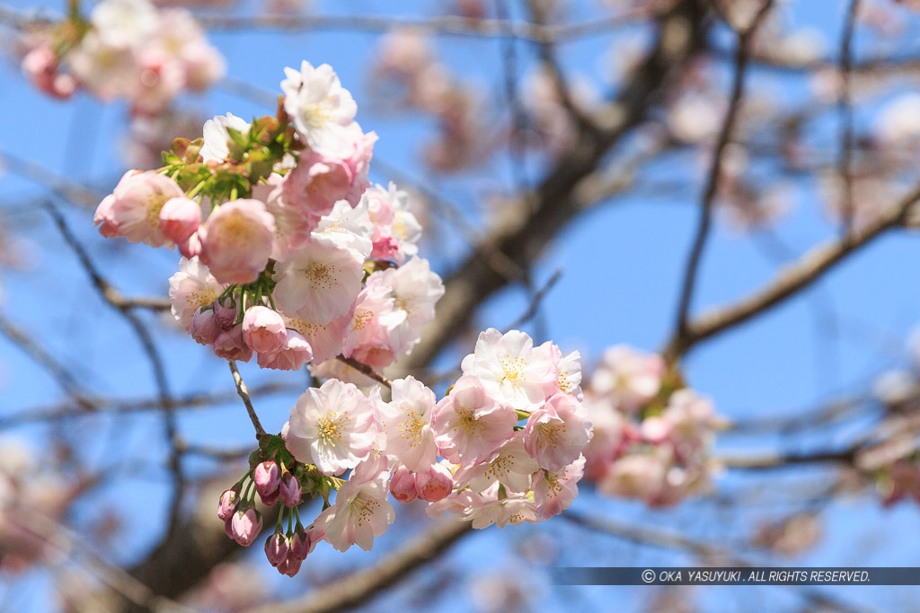 桜