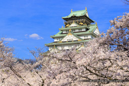 大阪城の桜・西の丸から｜高解像度画像サイズ：7918 x 5281 pixels｜写真番号：344A0774｜撮影：Canon EOS R5