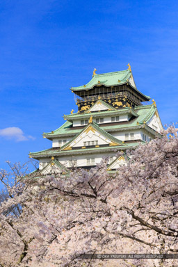 大阪城の桜・西の丸から｜高解像度画像サイズ：5358 x 8032 pixels｜写真番号：344A0775｜撮影：Canon EOS R5